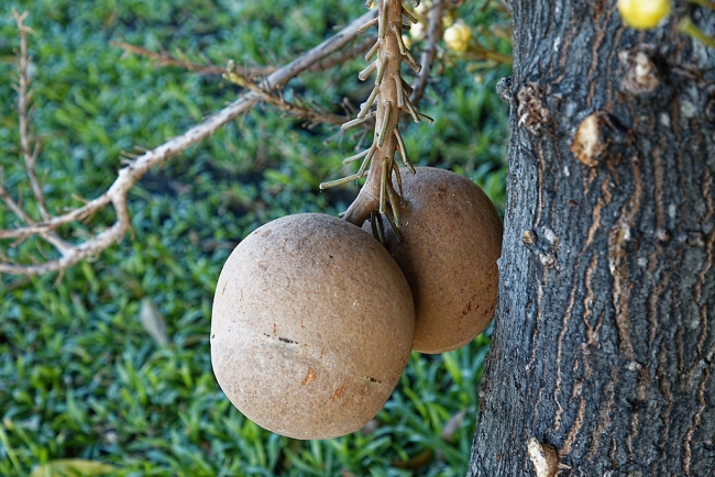 Promenade à Suan Luang avec Potter-017